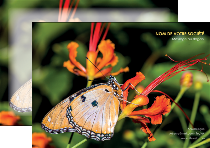 faire affiche belle photo de papillon macro couleur MLGI36991